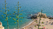 Platja Calella